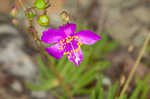 Largeflower fameflower